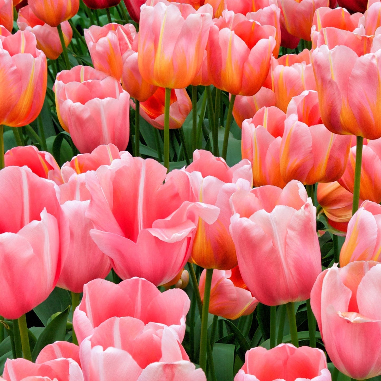 Tulip 'Menton' (5 Bulbs)