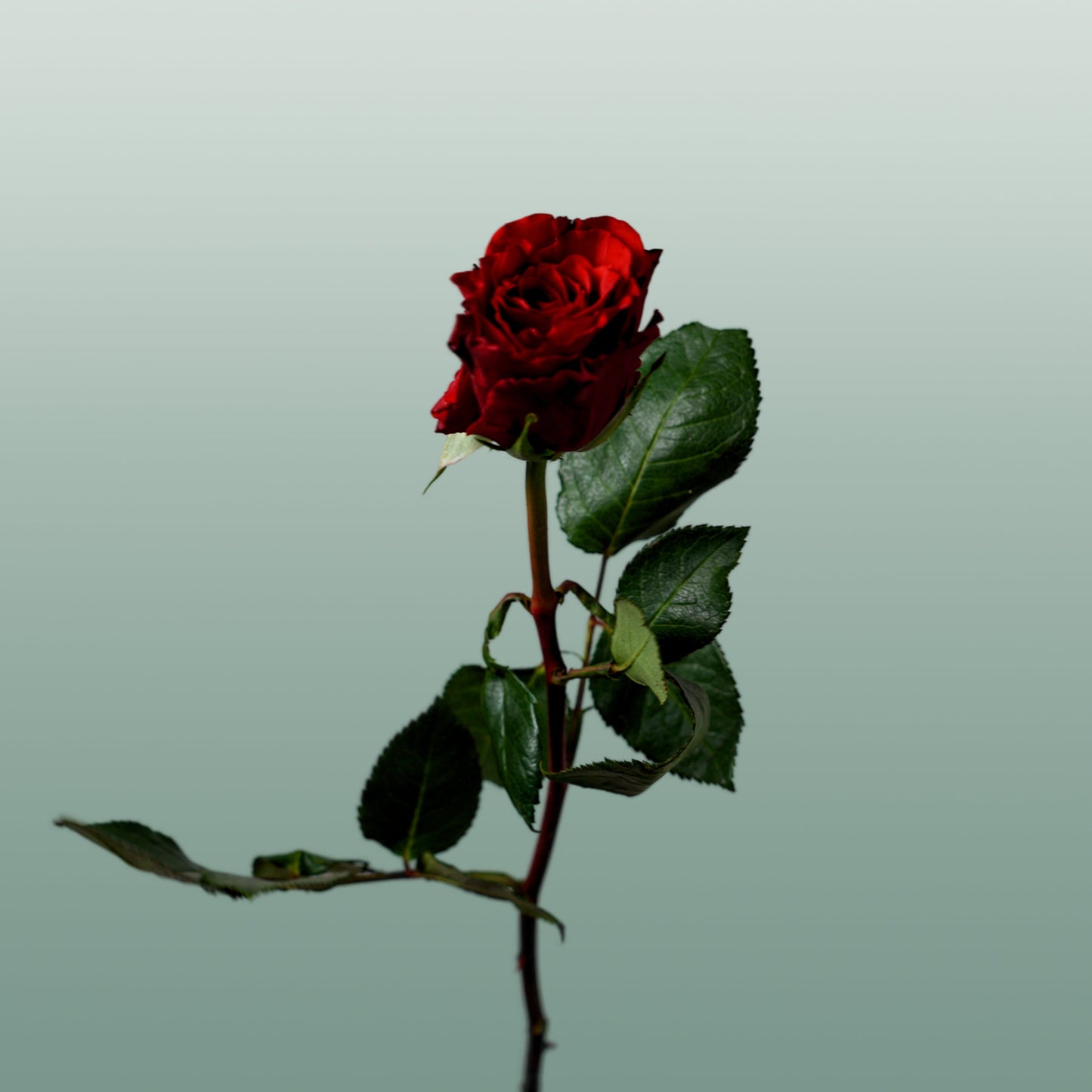 Rose - Rosa - Upper Class