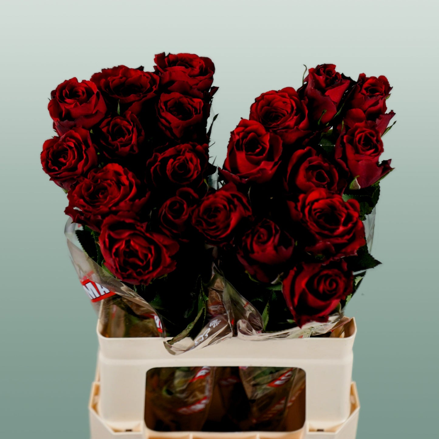 Rose - Rosa - Upper Class