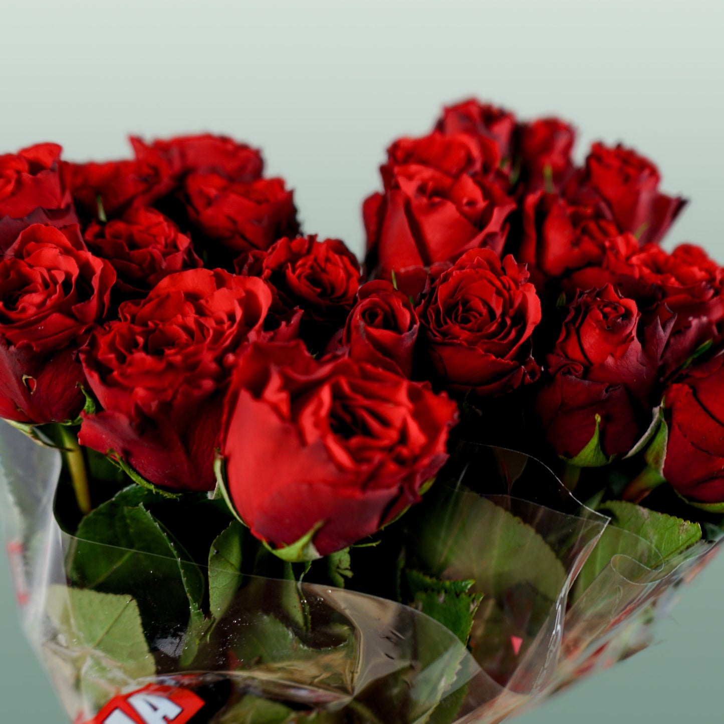 Rose - Rosa - Upper Class