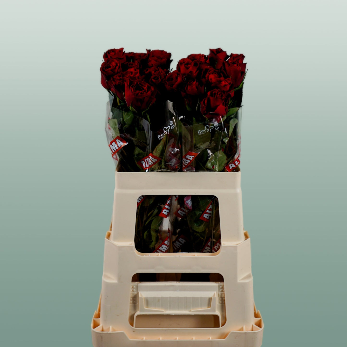 Rose - Rosa - Upper Class