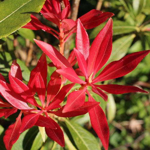 Pieris japonica Forest Flame