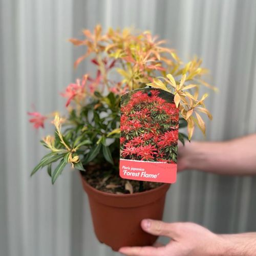 Pieris japonica Forest Flame