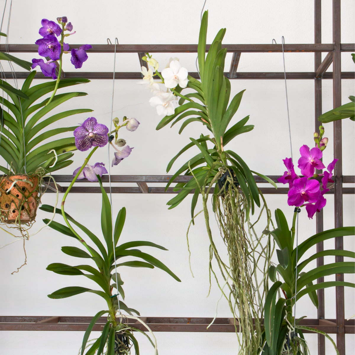 Vanda Orchid - Vanda 'Tayanee Cerise' - Height 55-65cm