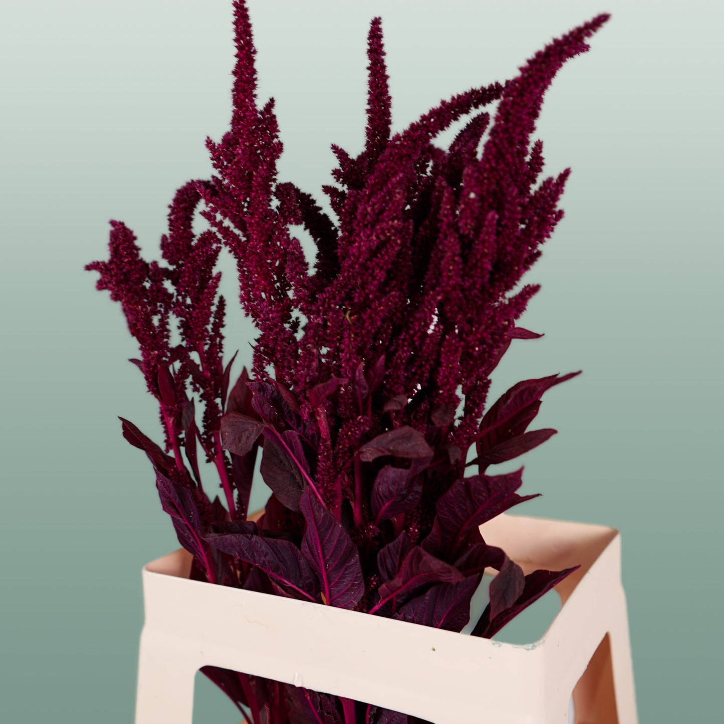 Burgundy Amaranthus Velvet – 70cm Stems