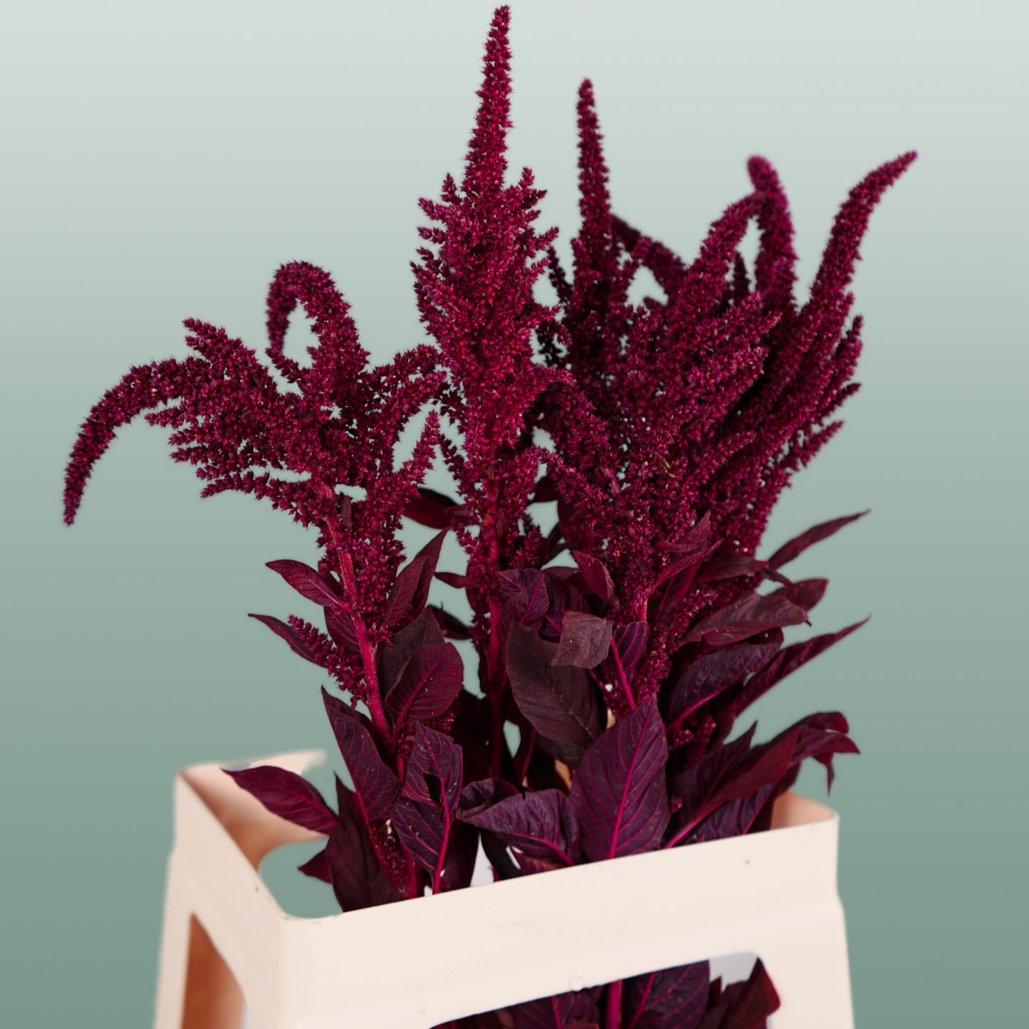 Burgundy Amaranthus Velvet – 70cm Stems