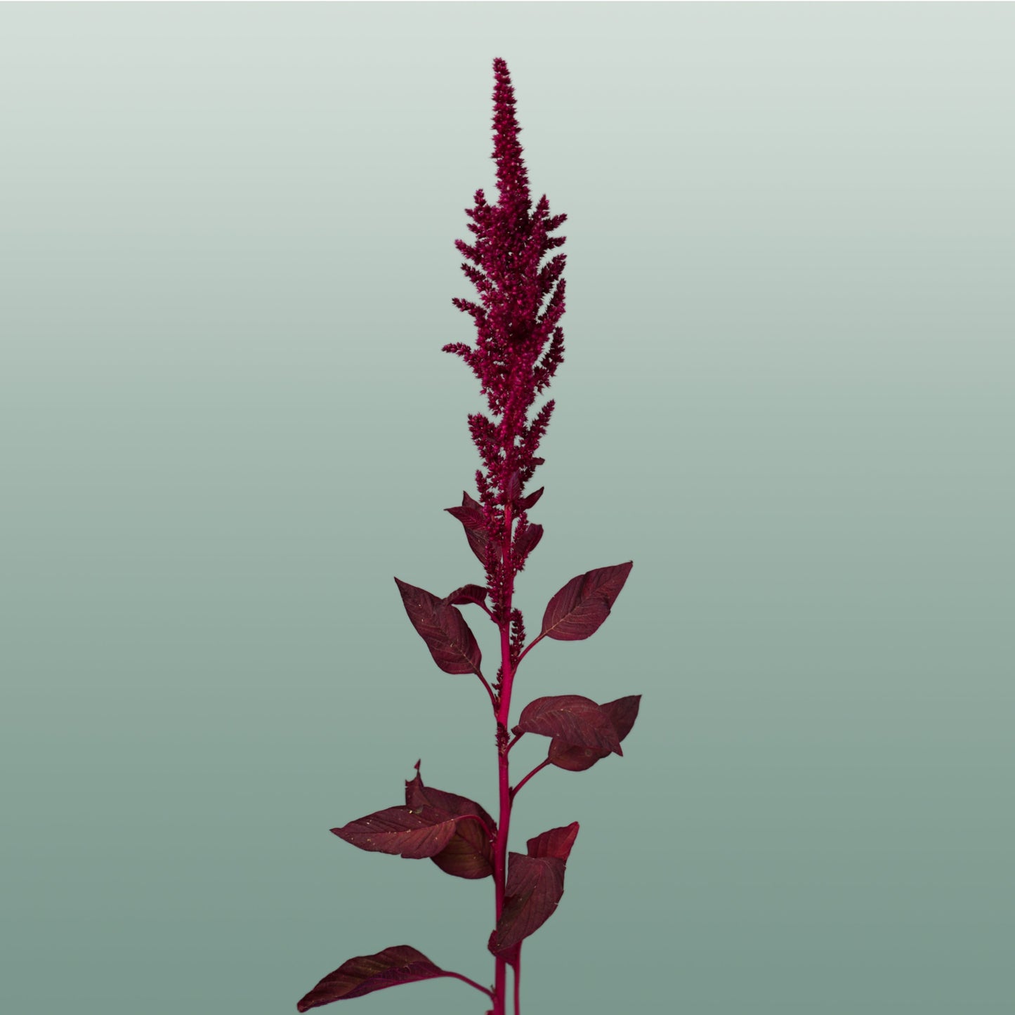 Burgundy Amaranthus Velvet – 70cm Stems