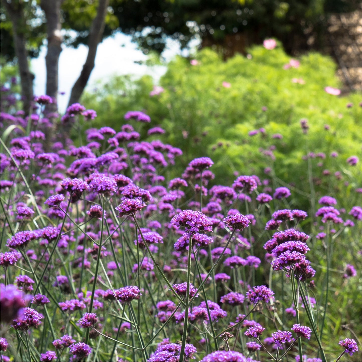 Verbena bonariensis 9-15cm