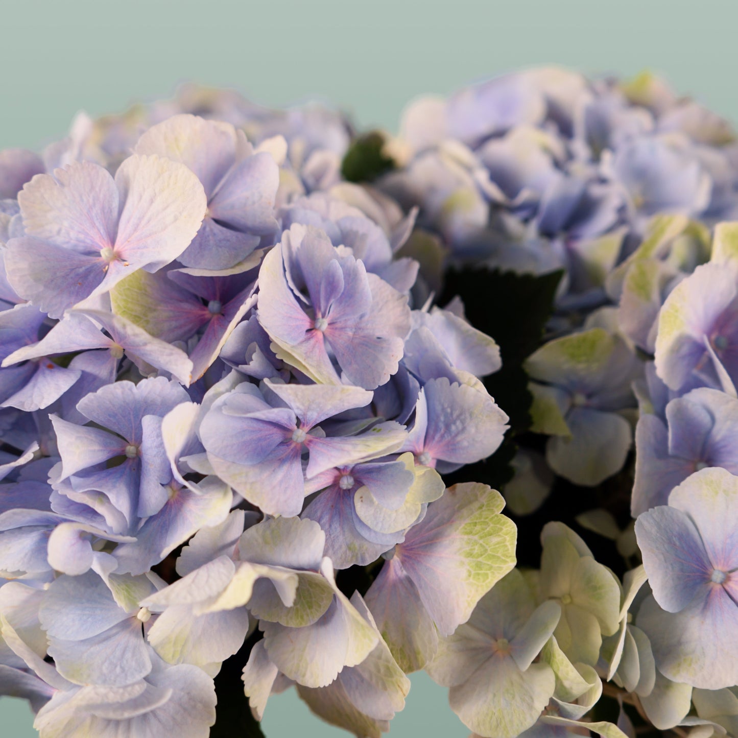 Hydrangea Verena Pastel (10 Stems)
