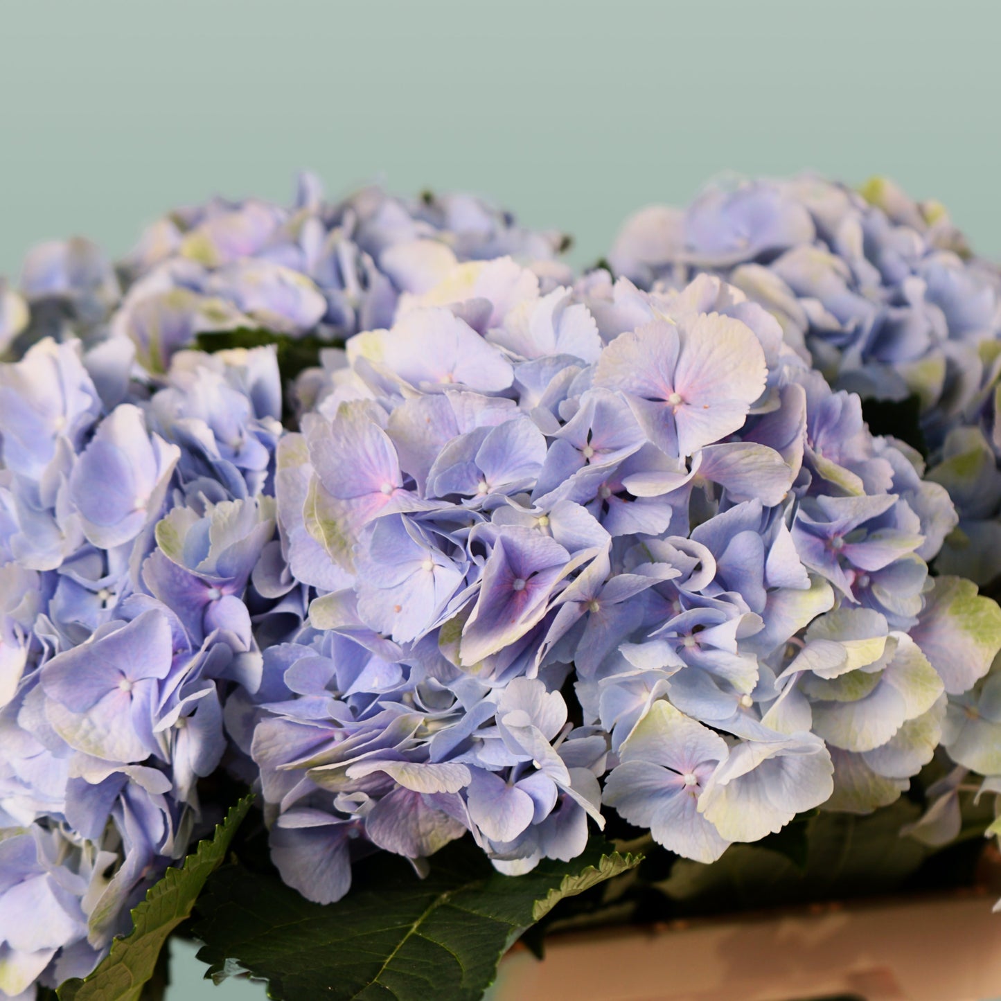 Hydrangea Verena Pastel (10 Stems)