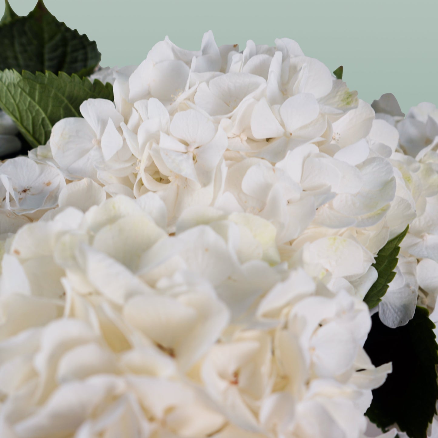 Hydrangea - Witte Verena