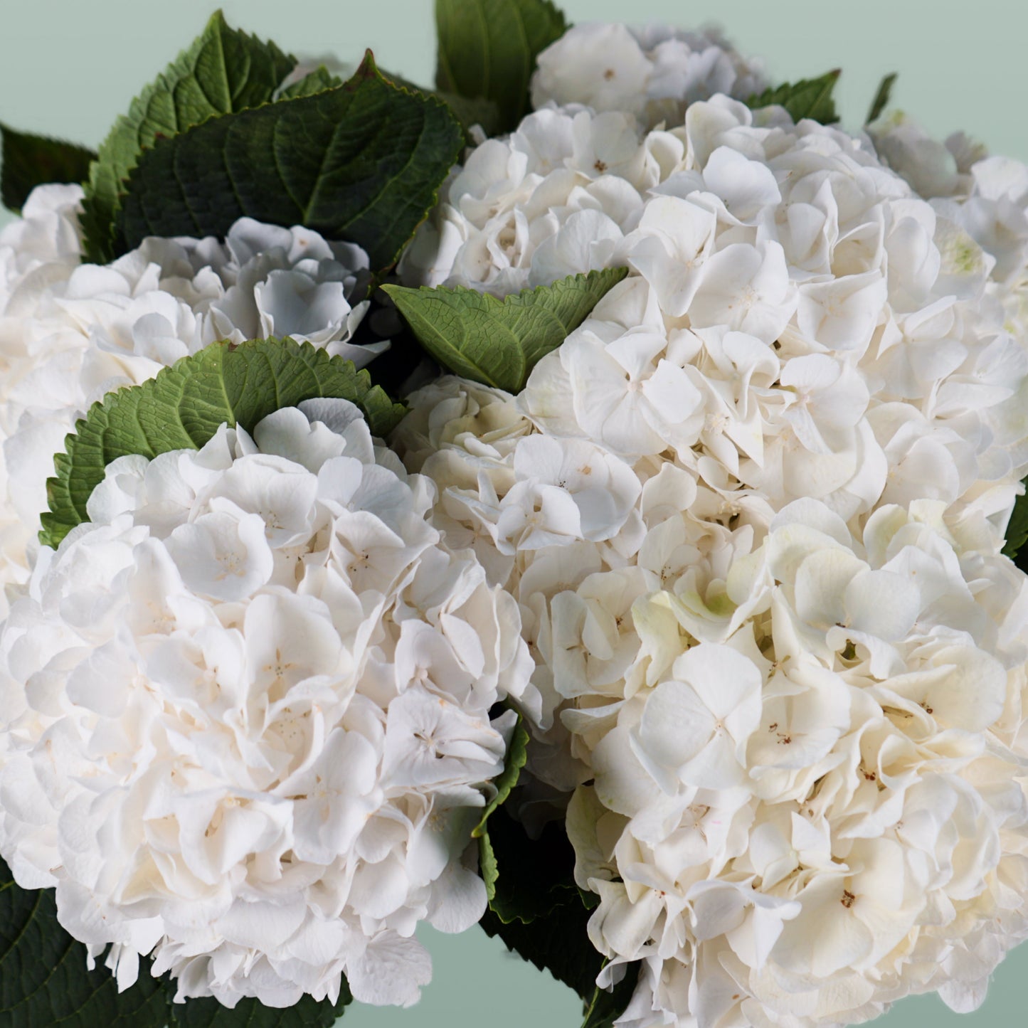 Hydrangea - Witte Verena