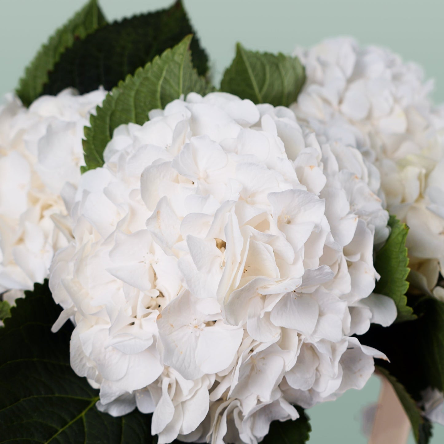 Hydrangea - Witte Verena