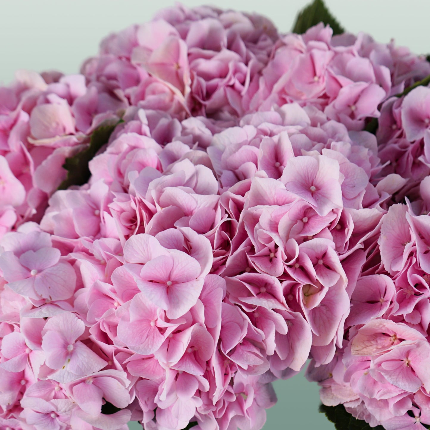 Hydrangea - Hydrangea - Verena
