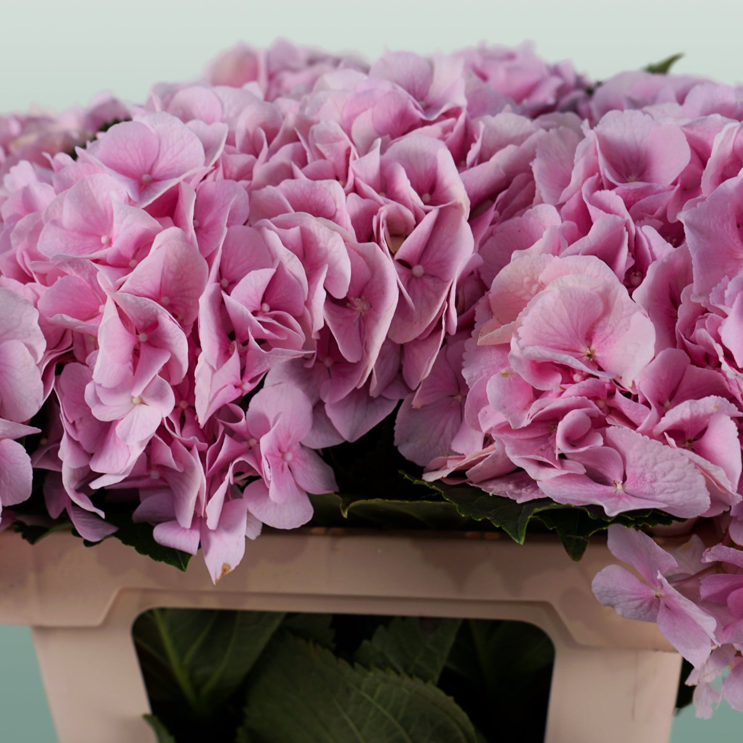 Hydrangea - Hydrangea - Verena