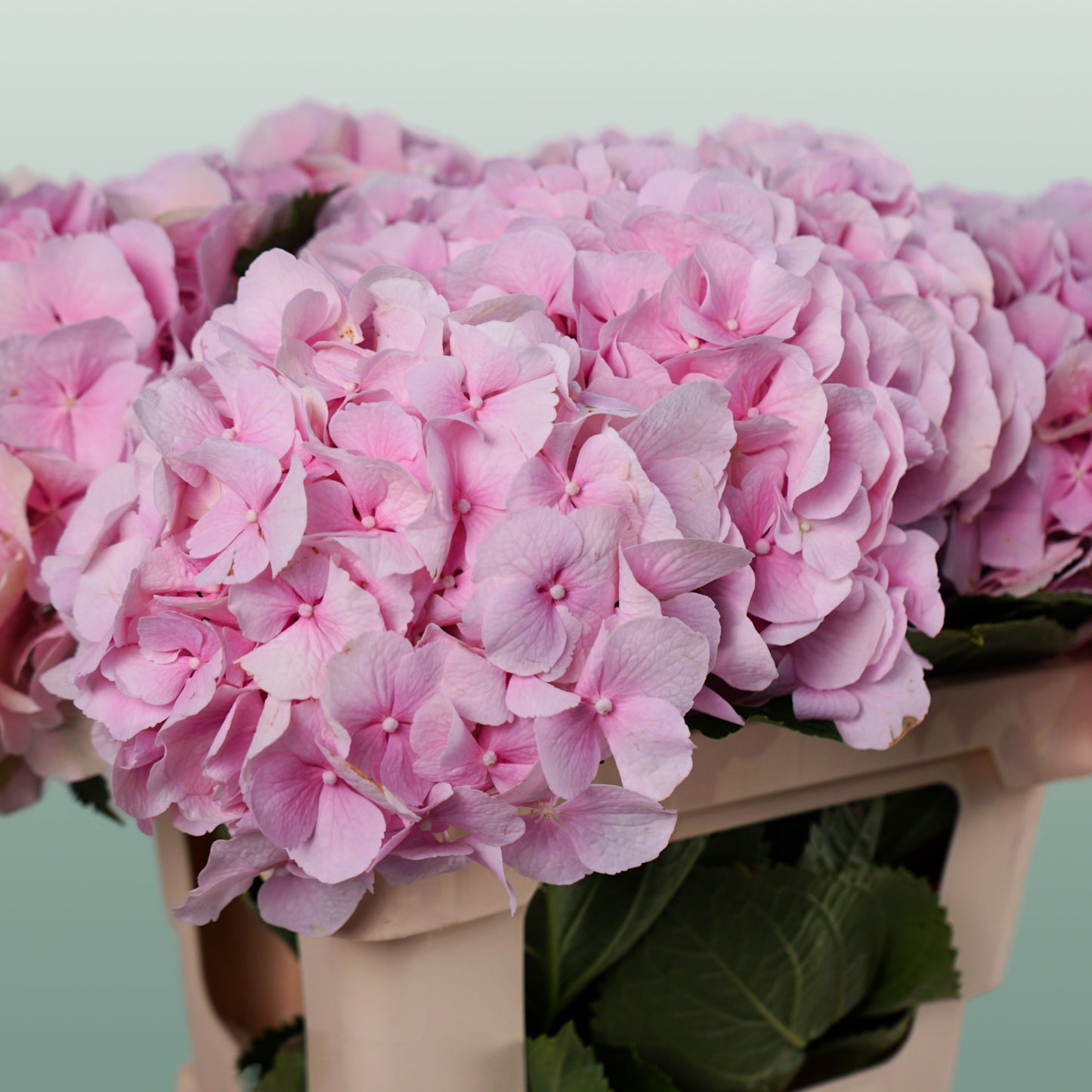 Hydrangea - Hydrangea - Verena