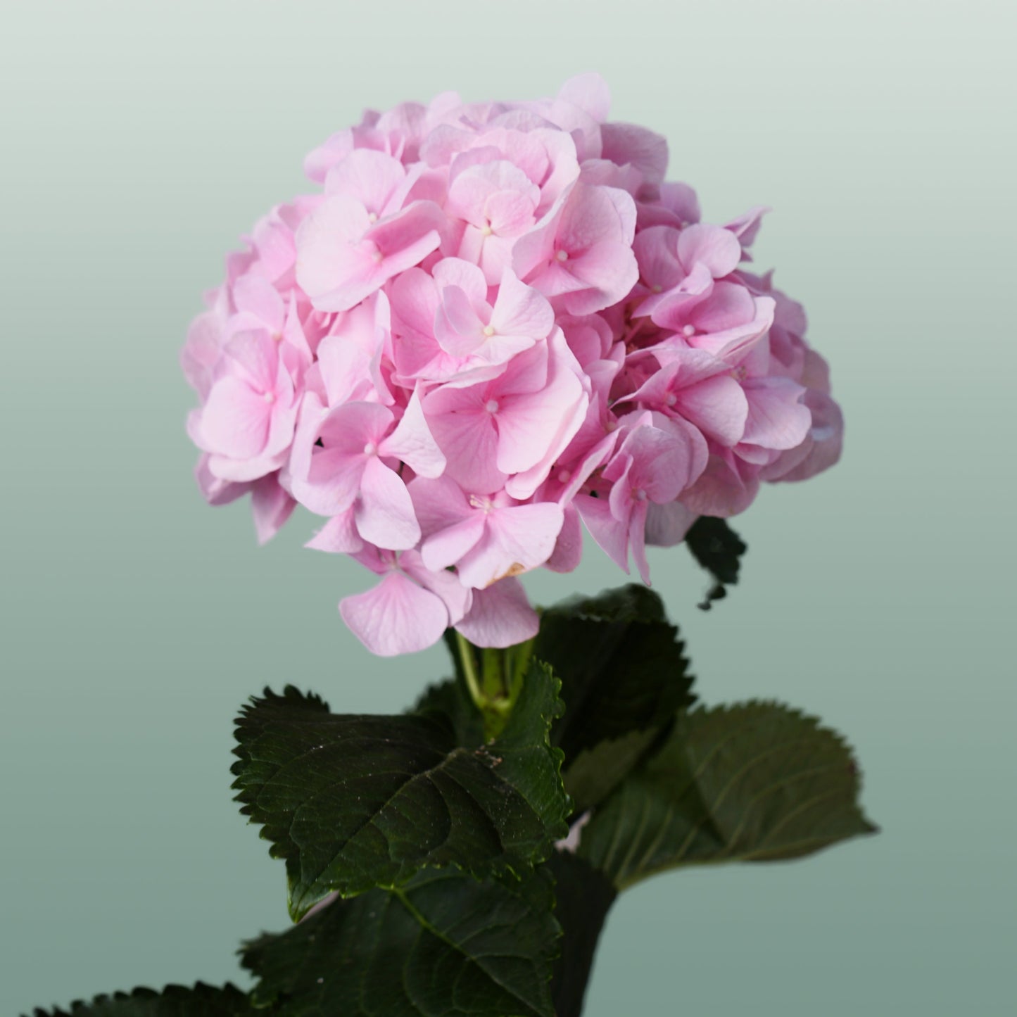 Hydrangea - Hydrangea - Verena