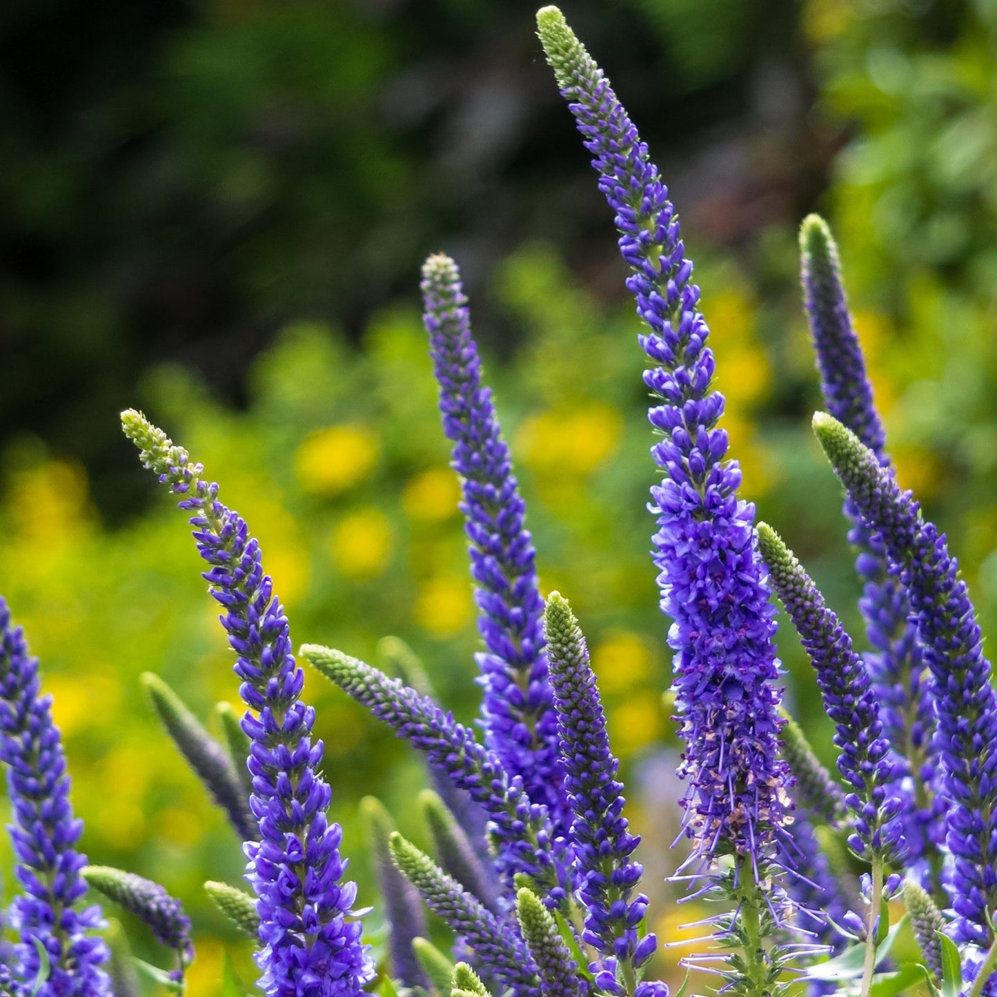 Veronica 'Anniversary Blue€™ 9cm/2L