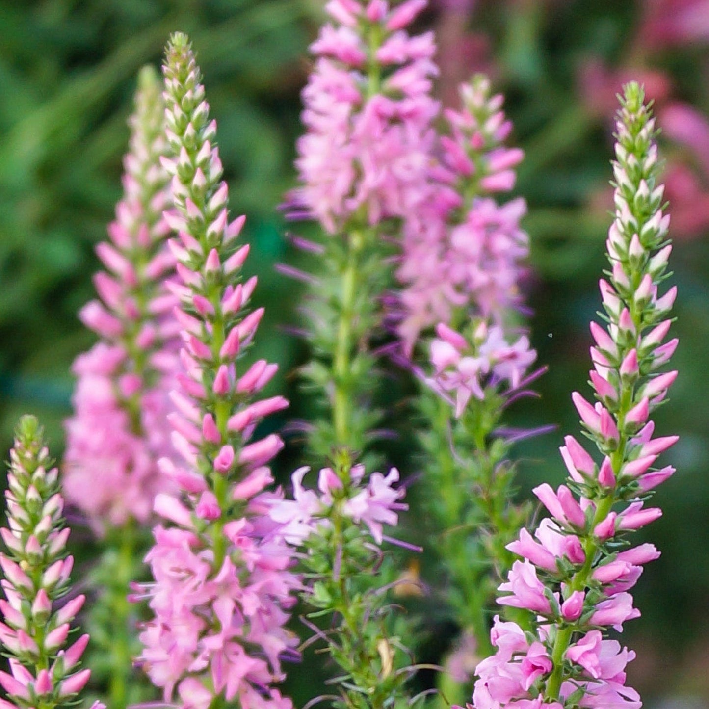 Veronica  €˜Anniversary Pink' 9cm/2L