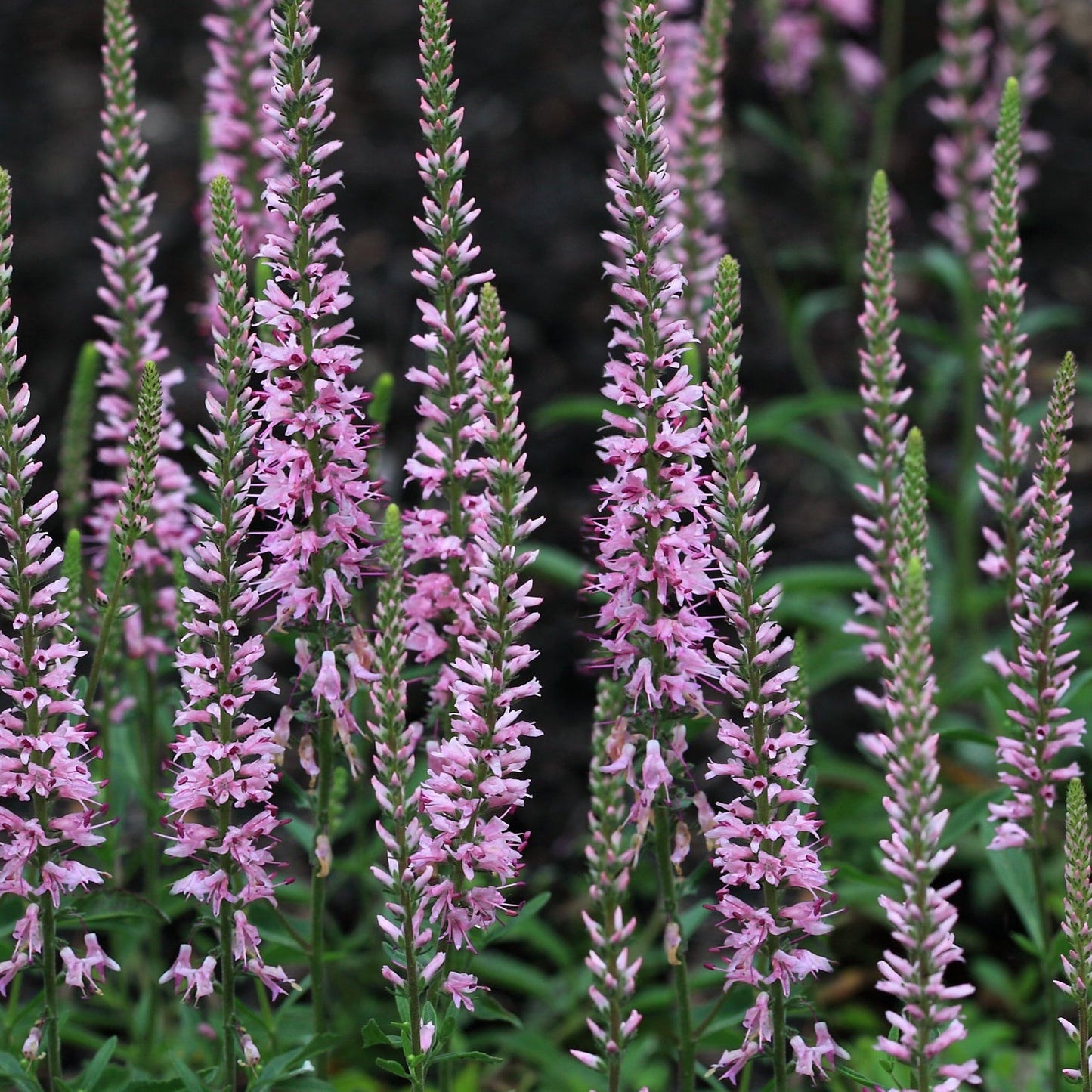 Veronica  €˜Anniversary Pink' 9cm/2L