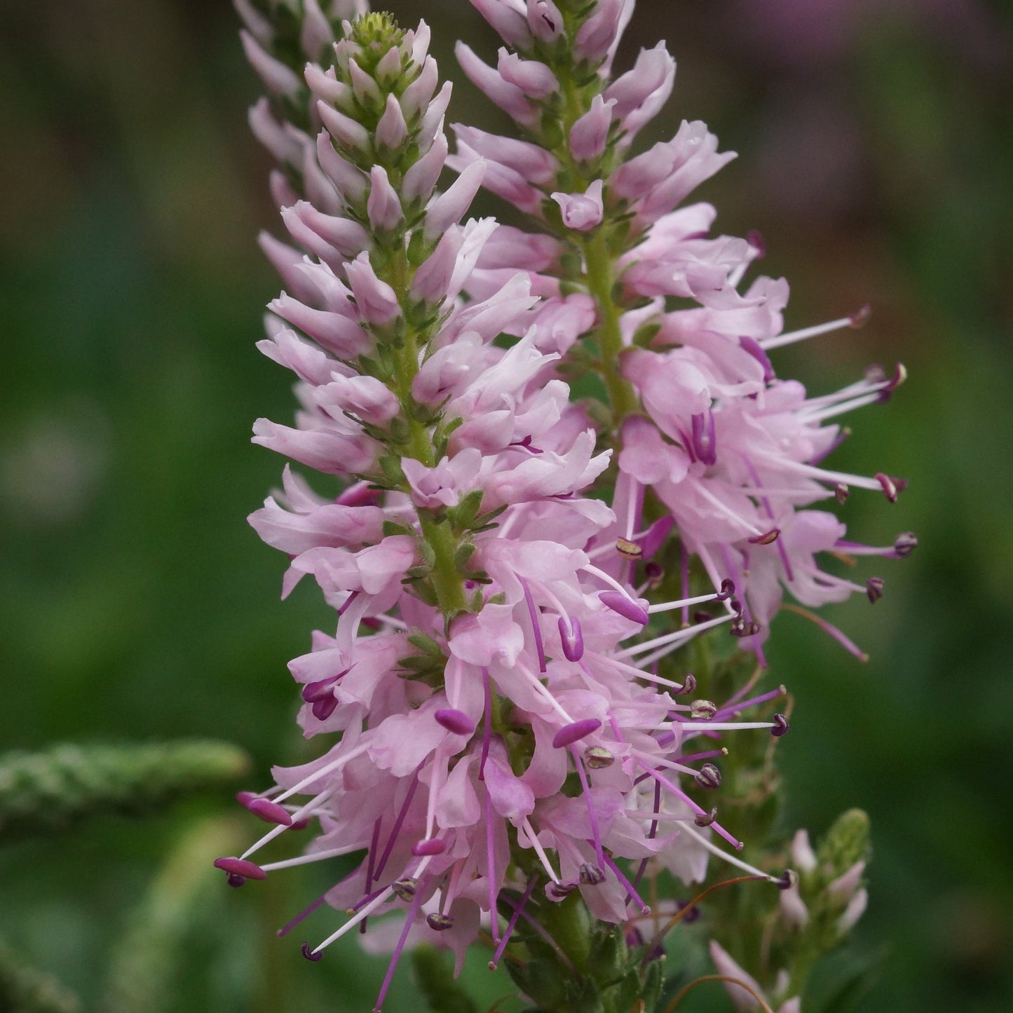 Veronica  €˜Anniversary Pink' 9cm/2L