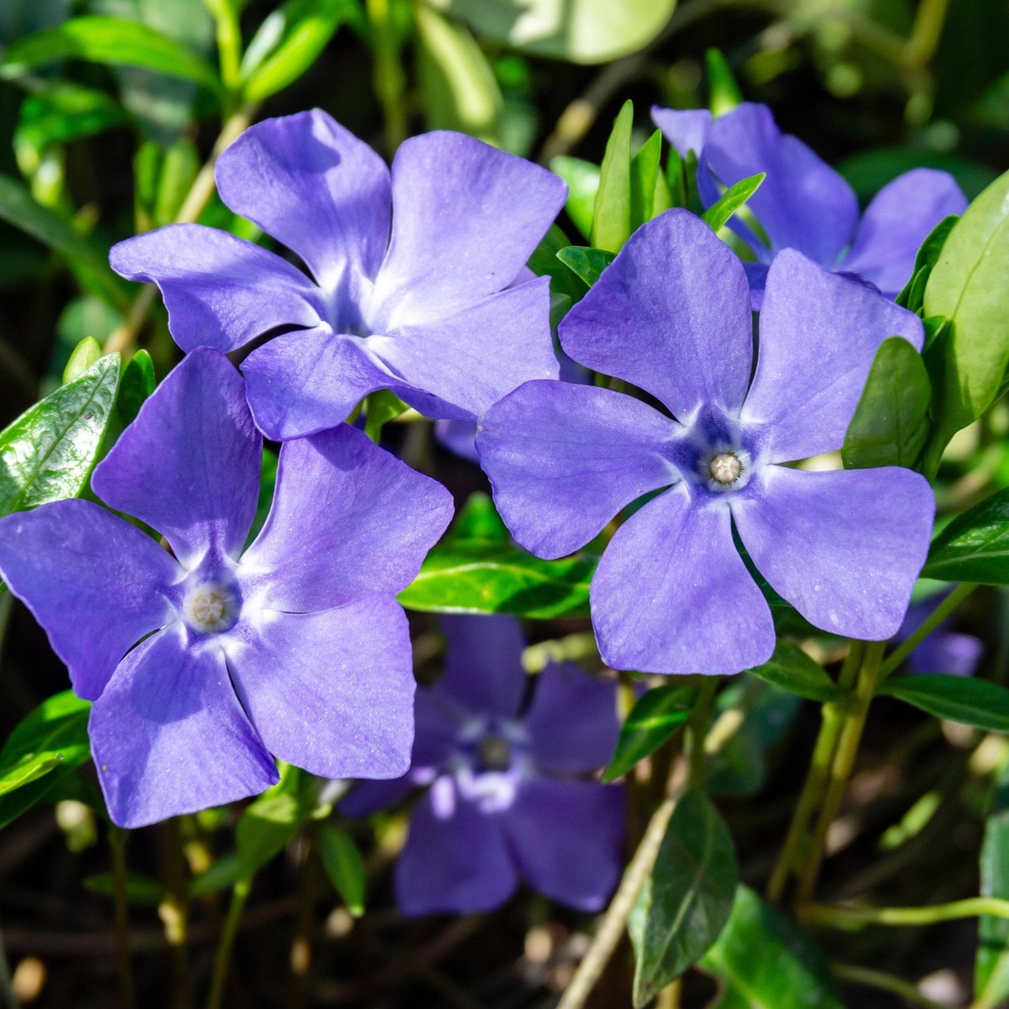 Vinca minor €˜marie€™ 9cm / 2L