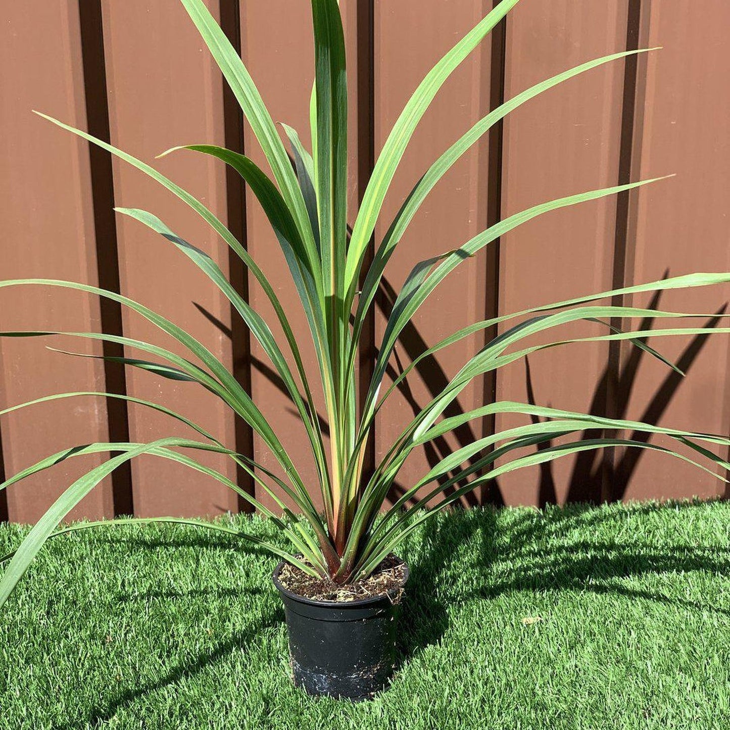 Cordyline australis Peko - Green