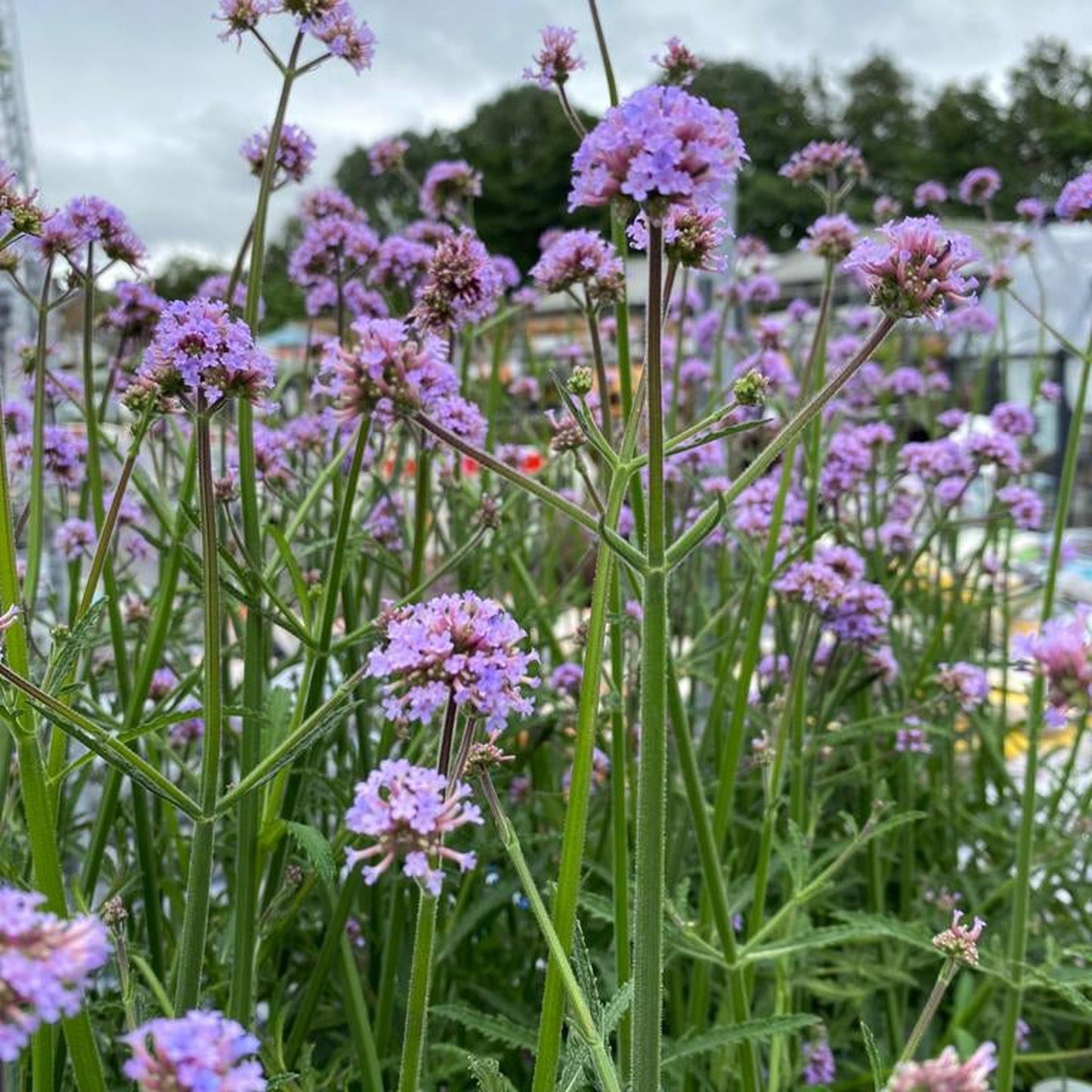 Verbena bonariensis 9-15cm