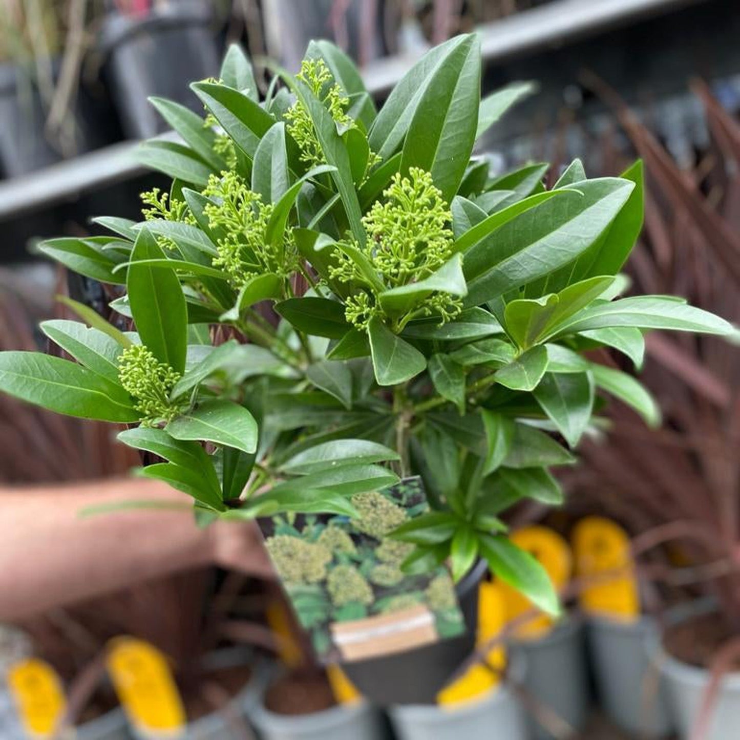 Skimmia Ã— confusa 'Kew Green' 2L / 5L