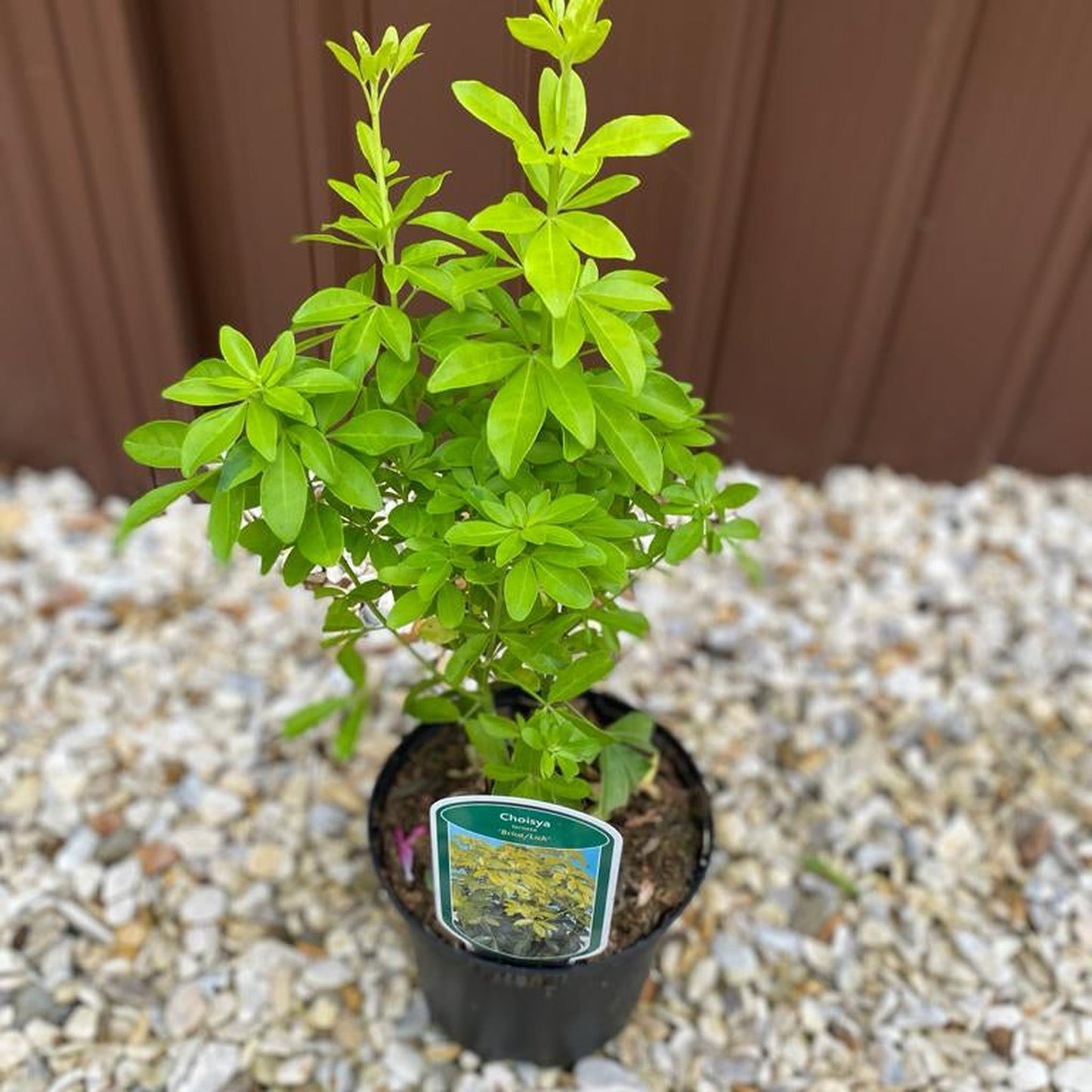 Choisya ternata Sundance - Brica/Lich 9cm-5L