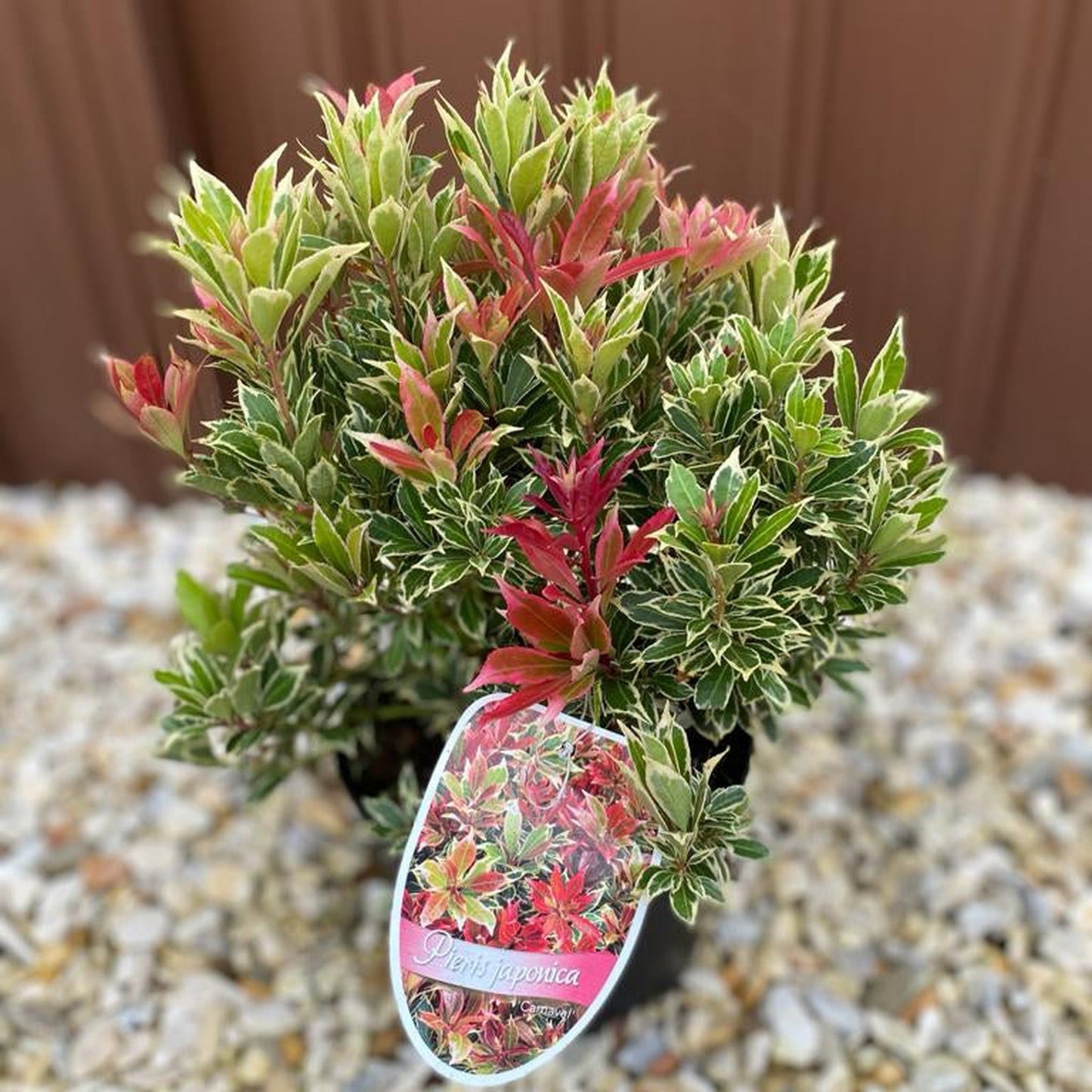 Pieris japonica Carnaval 1.5L