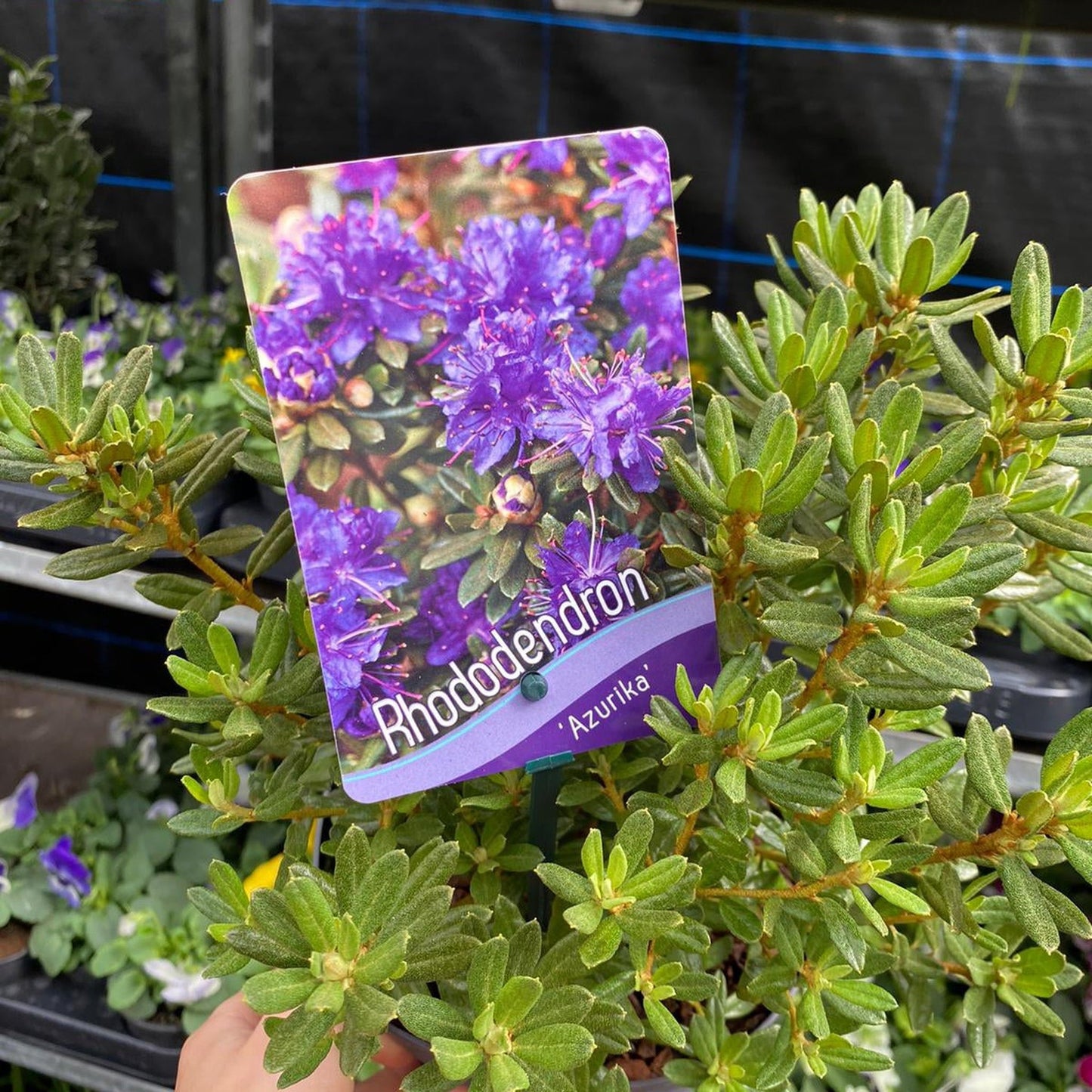Rhododendron Dwarf Purple 'Ramapo' 1L