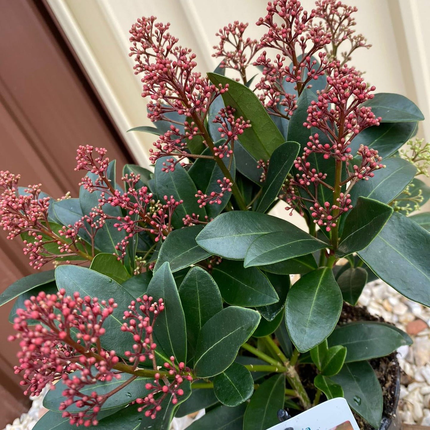 Skimmia japonica Rubella 9cm-5L