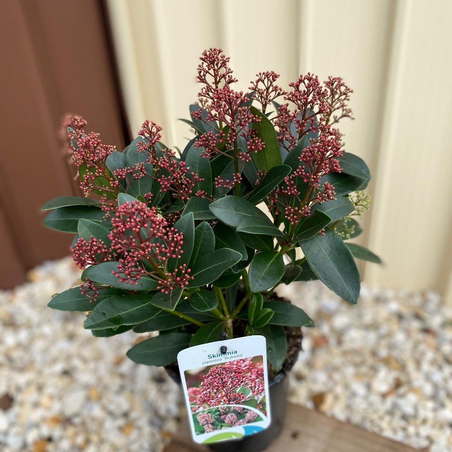 Skimmia japonica Rubella 9cm-5L