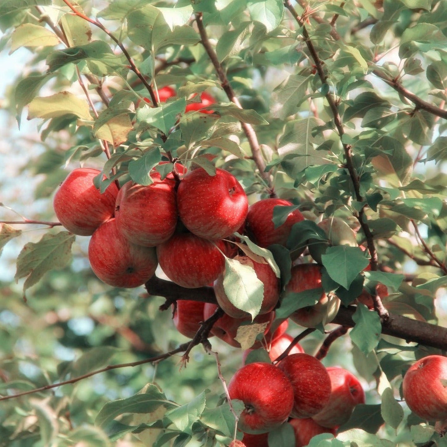 Dwarf/Patio Apple Tree 'Elstar'