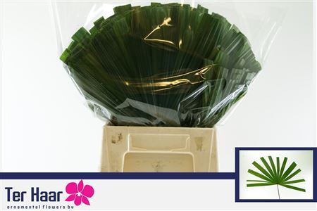 Chamaerops Foliage - Plastic