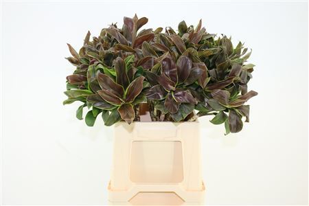 Cordyline - Dracaena - Compacta Groen