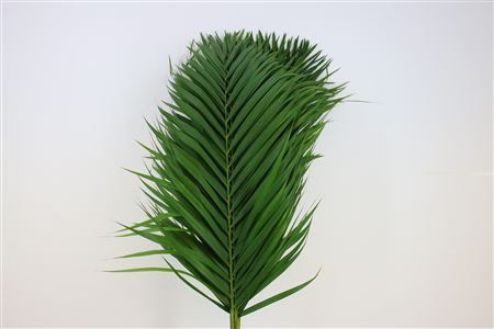 Cane Palm - Plastic