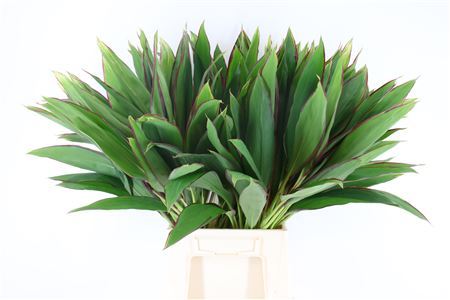 Cordyline Lemon Red Edge Top - Plastic