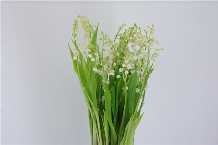 Dark Red Convallaria Bulb Flower Stems – 20cm