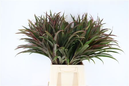 Cordyline Chicken Tail Top - Plastic