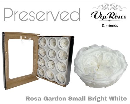 Preserved Garden Rose - Plastic
