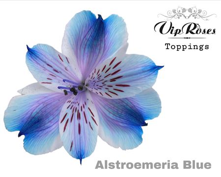Alstroemeria Dyed Blue