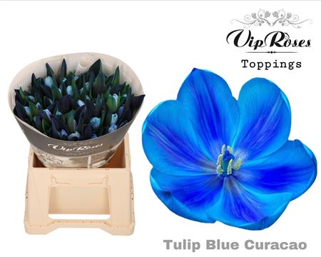 Tulip Dyed Blue Curacao – Blue Tulipa, Bunch of 50