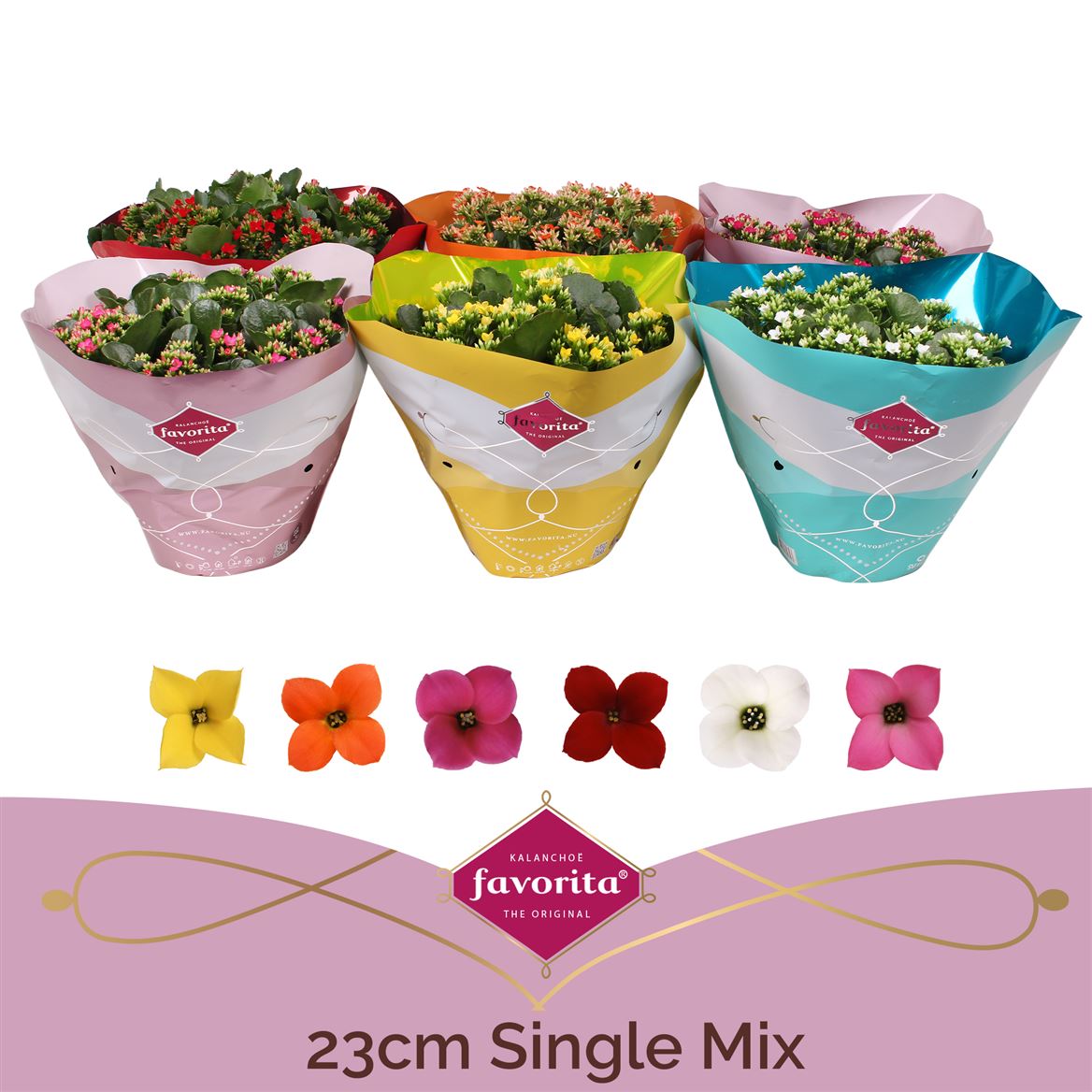 Kalanchoe Bl Gemengd Tst