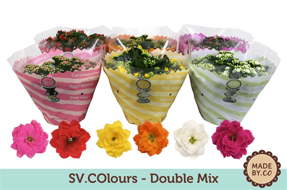 Kalanchoe Gev Gemengd Tst