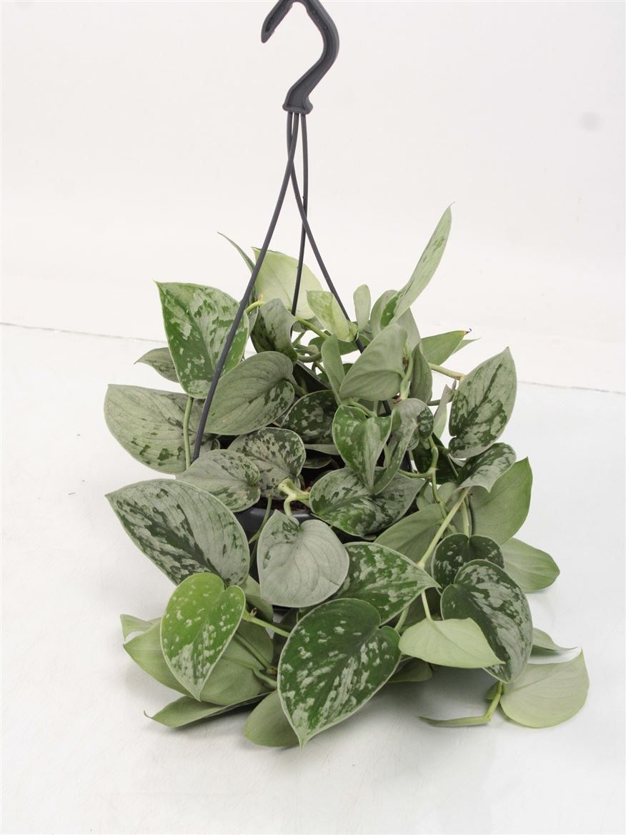 Scindapsus Silvery Ann