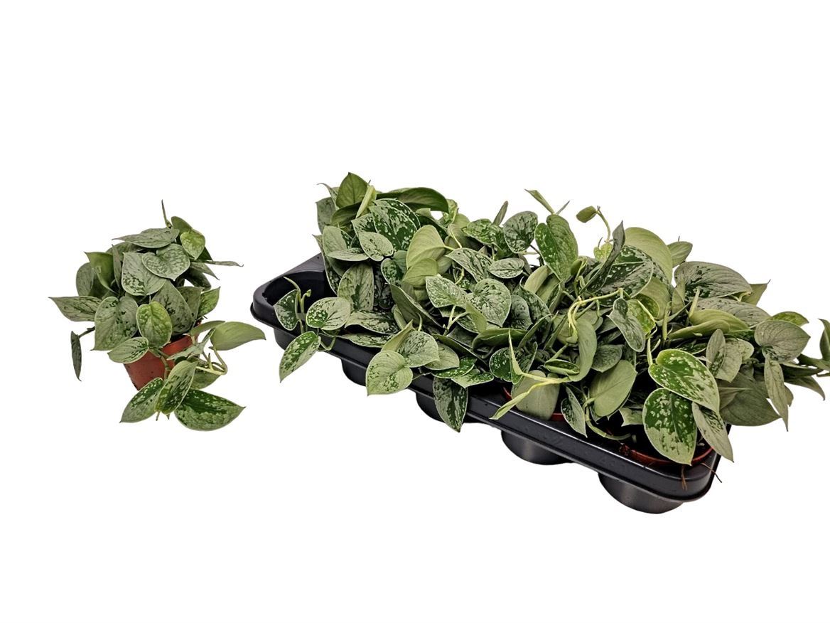Scindapsus Pictus Silvery Ann