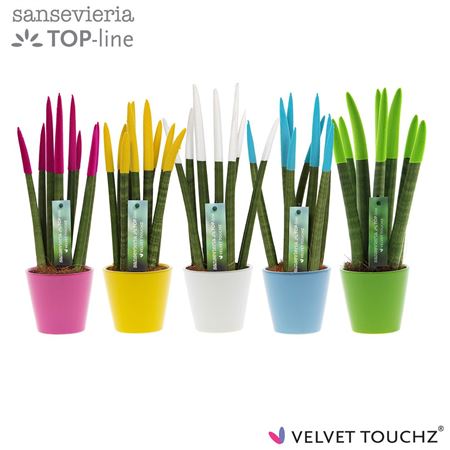 Sans Cyl Velvet Touch Easter Keramiek R'dam
