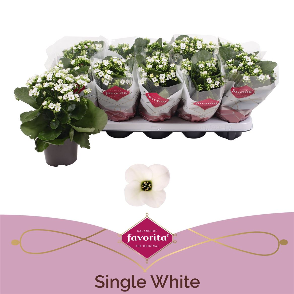 Kalanchoe Bl Wit